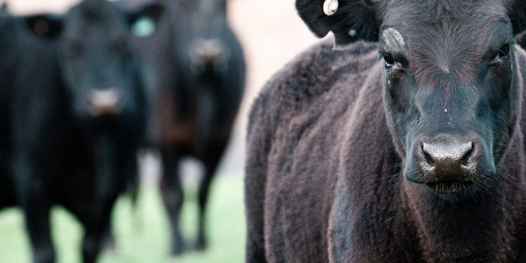 Con una faena que sorprendió, los precios tuvieron tendencia a caer