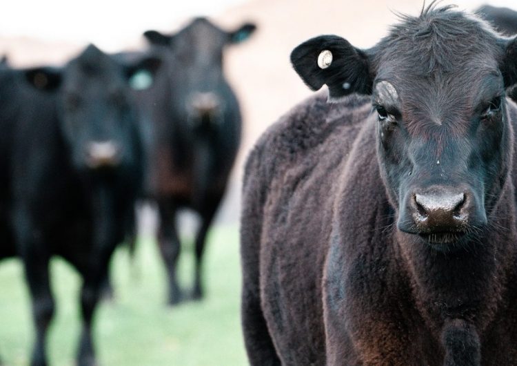 Con una faena que sorprendió, los precios tuvieron tendencia a caer