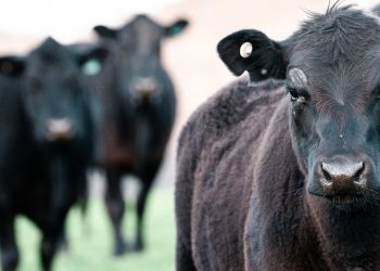 Los valores de la hacienda se afirman, con mayor faena de ganado de corral