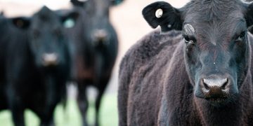 Los valores de la hacienda se afirman, con mayor faena de ganado de corral