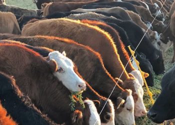 Aumento de la faena y leve caída de los valores de las haciendas