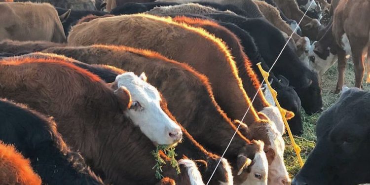 Aumento de la faena y leve caída de los valores de las haciendas