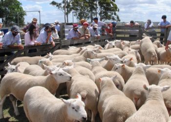 Frigorífico Paso de los Toros no descarta mejor pago a razas carniceras
