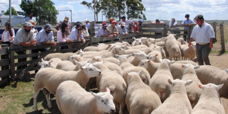 Frigorífico Paso de los Toros no descarta mejor pago a razas carniceras