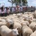 Frigorífico Paso de los Toros no descarta mejor pago a razas carniceras