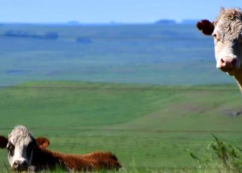 En el mercado de haciendas, “se contrae la oferta” y “se acortan las entradas”