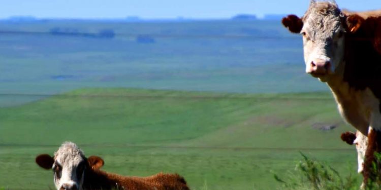 En el mercado de haciendas, “se contrae la oferta” y “se acortan las entradas”