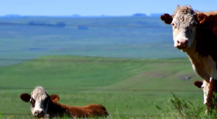 En el mercado de haciendas, “se contrae la oferta” y “se acortan las entradas”