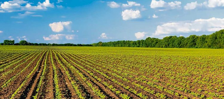 Uruguay es el país de la región con más área con seguro agropecuario
