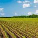 Uruguay es el país de la región con más área con seguro agropecuario