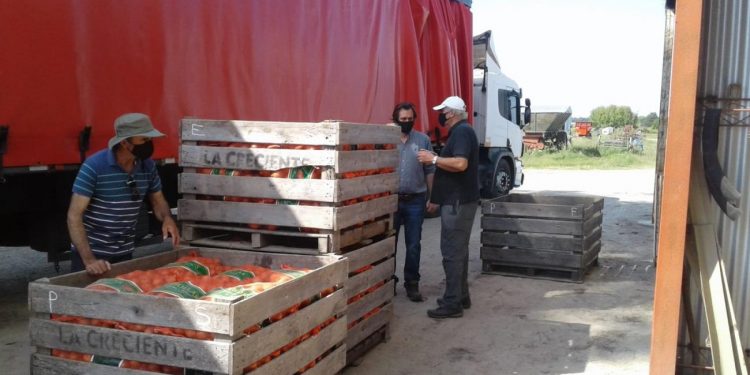 Uruguay exportará 380.000 kilos de cebolla a Brasil