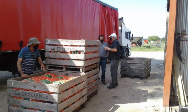 Uruguay exportará 380.000 kilos de cebolla a Brasil