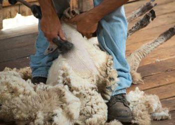 En el mercado internacional, la lana cayó a valores de enero