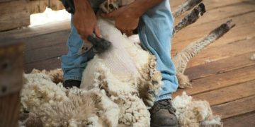 En el mercado internacional, la lana cayó a valores de enero