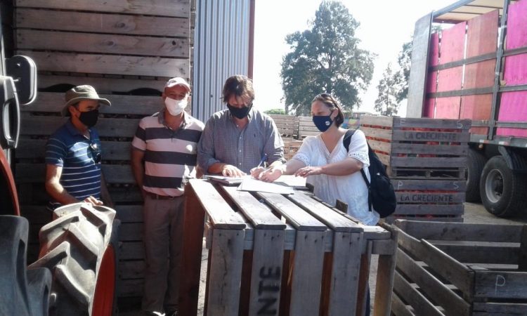 Uruguay exportará 380.000 kilos de cebolla a Brasil