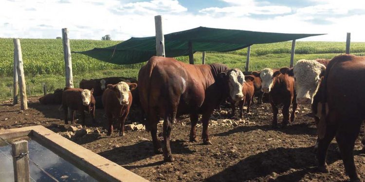 Ganadería: tecnologías para mejorar la producción a corral