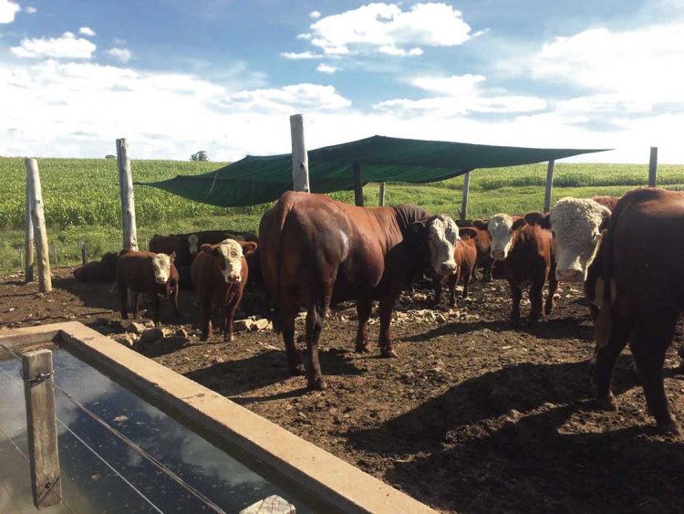 Ganadería: tecnologías para mejorar la producción a corral
