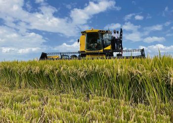 Inauguración de la cosecha de arroz:  entre el optimismo y las necesidades del sector