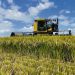 Inauguración de la cosecha de arroz: entre el optimismo y las necesidades del sector