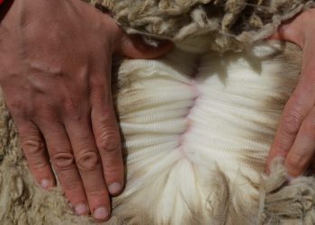 Tras leve caída del precio de la lana, cierra a US$ 10,14