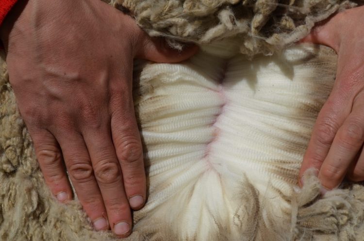 Tras leve caída del precio de la lana, cierra a US$ 10,14