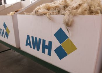 Esta semana la lana bajó 1,9% y el valor promedio quedó en US$ 10,20