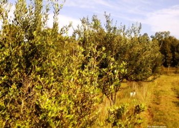 El otoño está instalado, y se prepara a recibir un abril menos lluvioso