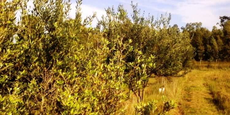 El otoño está instalado, y se prepara a recibir un abril menos lluvioso