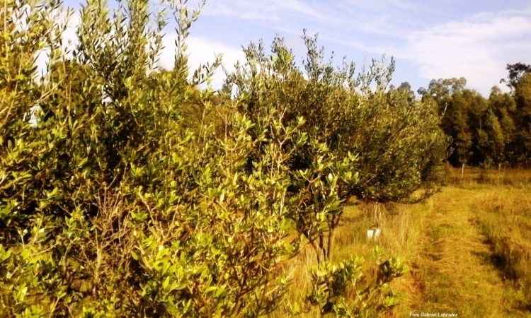 El otoño está instalado, y se prepara a recibir un abril menos lluvioso