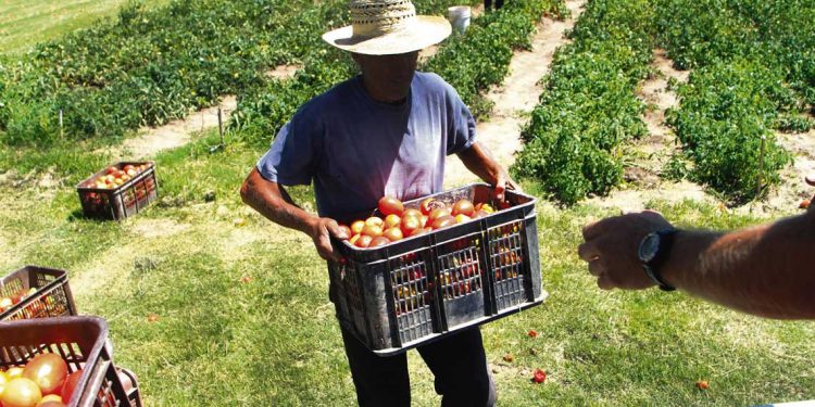 Montevideo Rural: entre el deterioro de la actividad productiva, la falta de acceso a servicios y la inseguridad