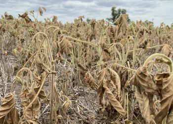 Se amplió la emergencia por déficit hídrico para algunas zonas de Soriano y Río Negro