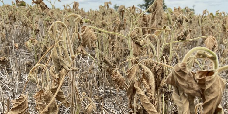 Se amplió la emergencia por déficit hídrico para algunas zonas de Soriano y Río Negro