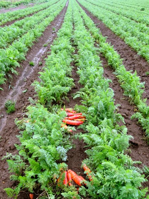 Producción hortícola canaria: entre la baja de productores y la sobreoferta