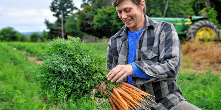 Producción hortícola canaria: entre la baja de productores y la sobreoferta