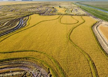 El arroz “tiene una importancia de destaque en la economía del país”