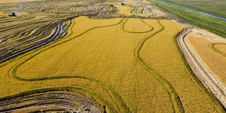El arroz “tiene una importancia de destaque en la economía del país”