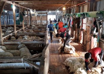 Volvió el mercado de lanas con una leve suba de 0,7%