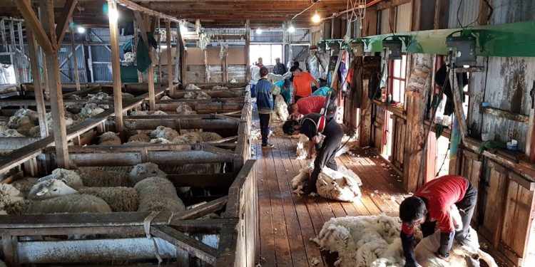 Volvió el mercado de lanas con una leve suba de 0,7%