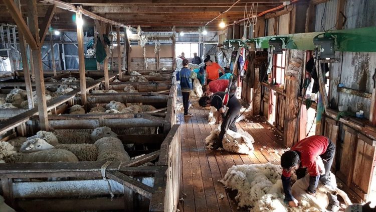 Volvió el mercado de lanas con una leve suba de 0,7%