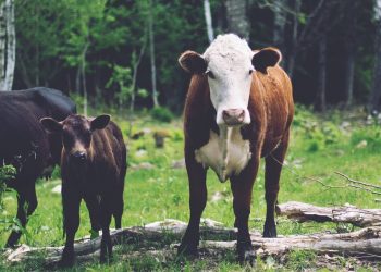 Por cambio de nombre de producto China suspende habilitación a frigorífico uruguayo