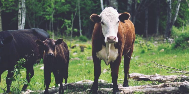 Por cambio de nombre de producto China suspende habilitación a frigorífico uruguayo