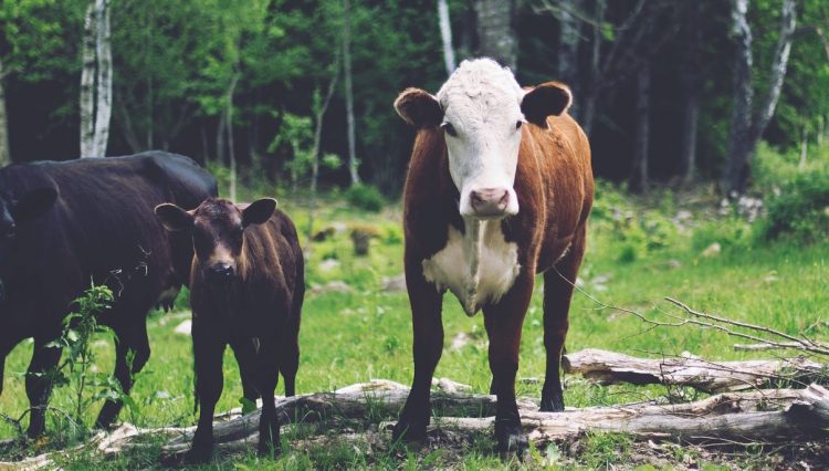 Por cambio de nombre de producto China suspende habilitación a frigorífico uruguayo