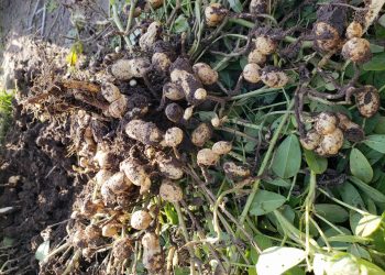 Uruguay no aprovecha el potencial que tiene el cultivo del maní