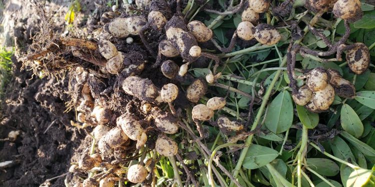 Uruguay no aprovecha el potencial que tiene el cultivo del maní