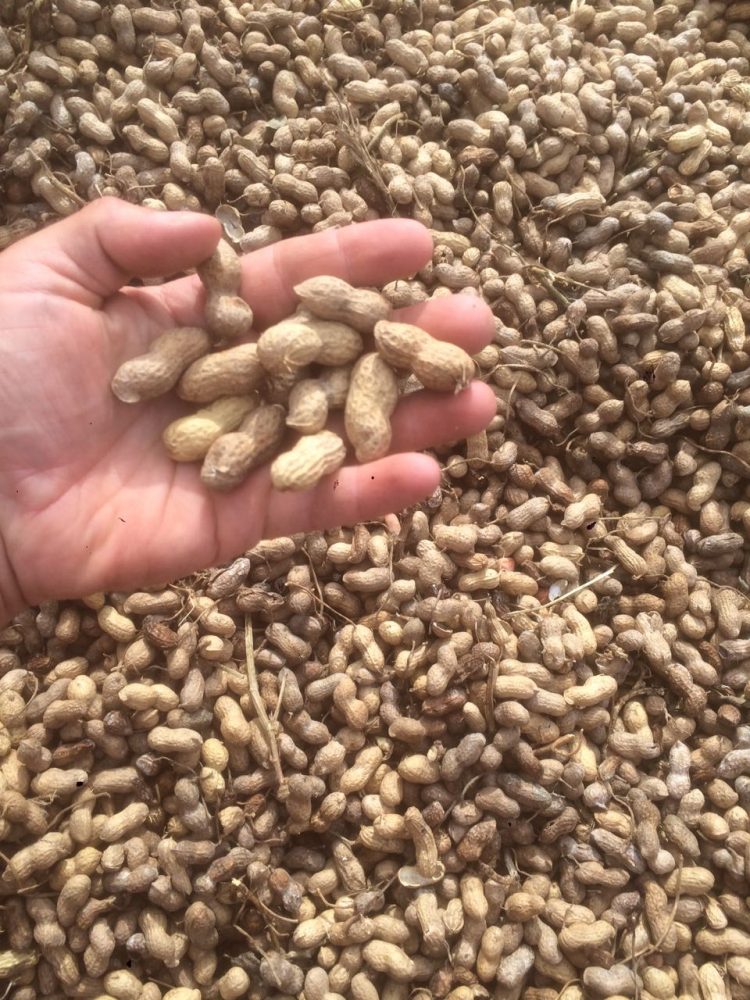 Uruguay no aprovecha el potencial que tiene el cultivo del maní