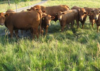 ACG: el mercado que se tonifica y se agilitan las entradas