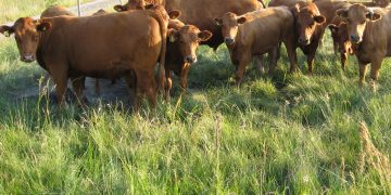 ACG: el mercado que se tonifica y se agilitan las entradas