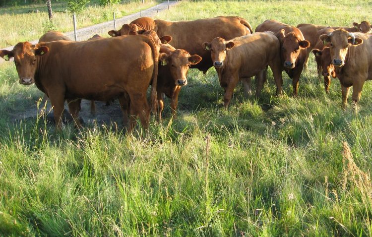 ACG: el mercado que se tonifica y se agilitan las entradas