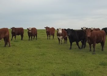 Con nueva alza se activa el mercado de hacienda