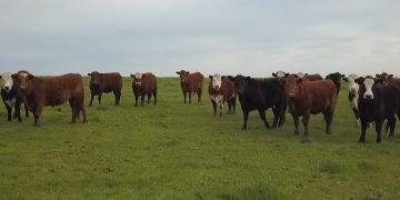 Con nueva alza se activa el mercado de hacienda